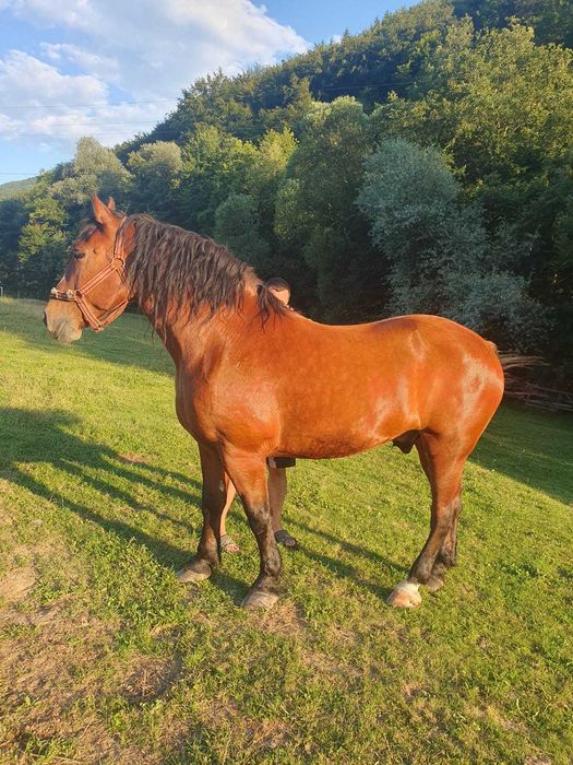 Vand cal din Dobarlau