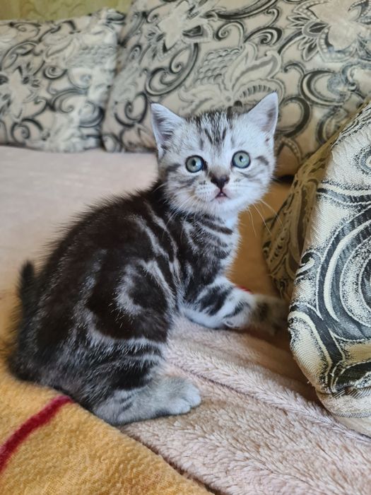 Британские короткошерстные
