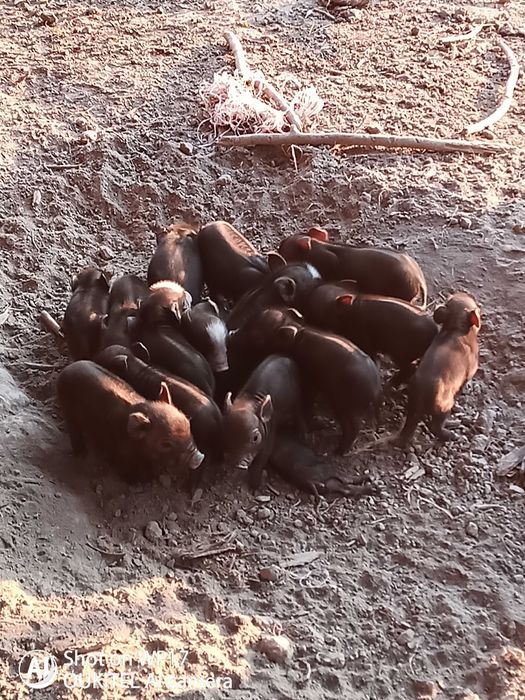 Прасета свободни