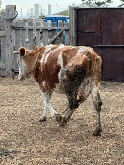 Корова.            .