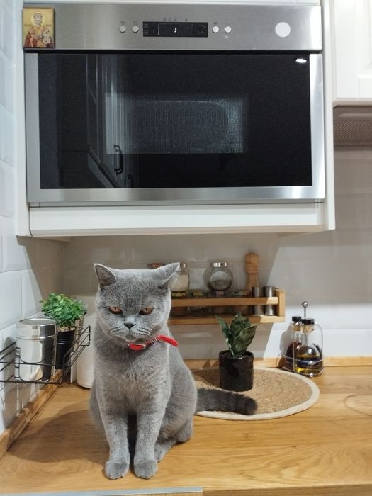 Таби британски котенца и тъмен шоколад