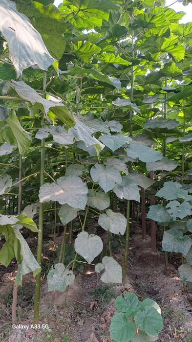 Павлония кучатлари