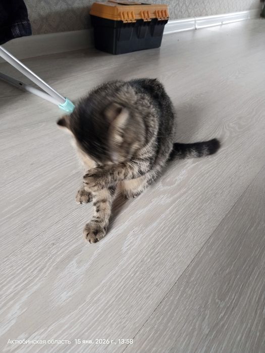 Отдам катенка мальчик