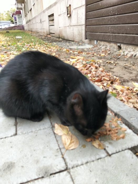 КОТЕНОК ищет дом
