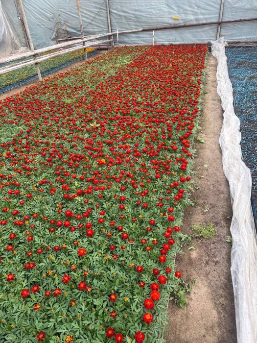 Bananza gul, Gul ko’chatlari, Gul ko’chatlar. Гул кучат, Цветы. Гуллар