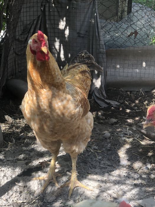 Петух. Домашняя птица