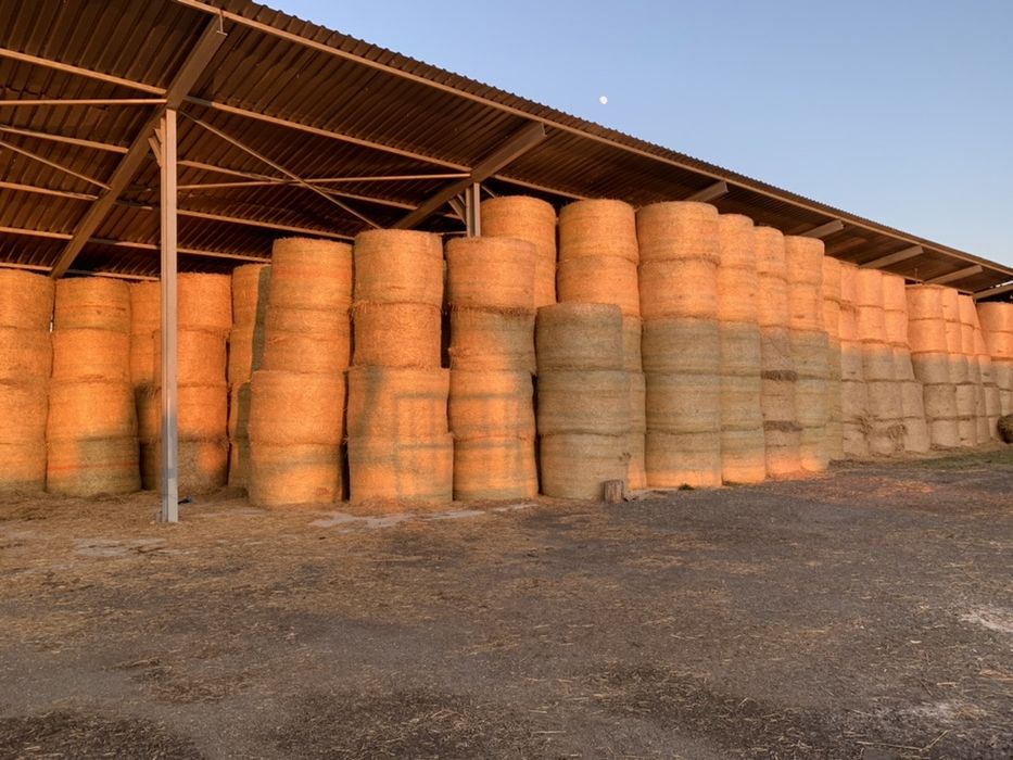 Baloti paie patrati 1200x700x2400