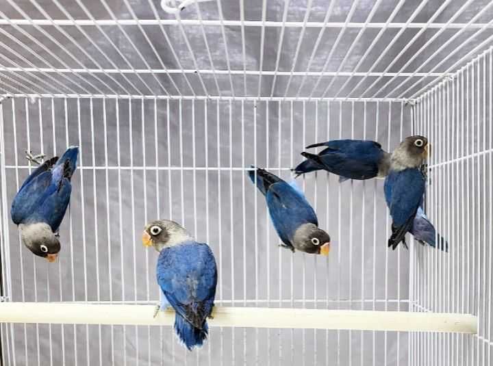 Неразлучка Фишер.  Nerazluchka Fisher