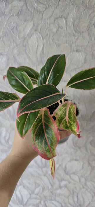 Аглаонемы разных сортов