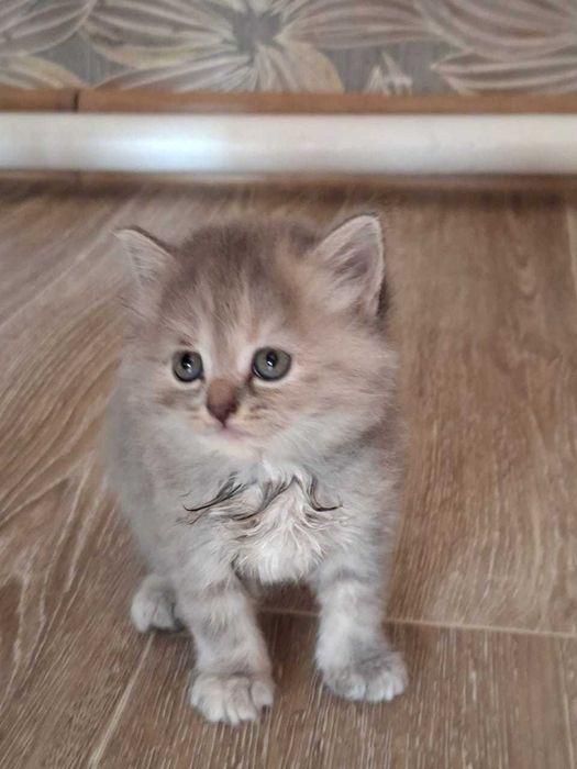 Отдам в добрые руки котят