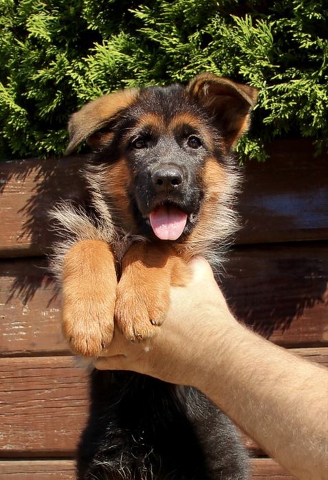 Mascul ciobanesc german cu pedigree TOP