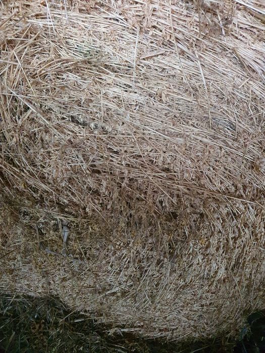 Vand baloti de lucerna