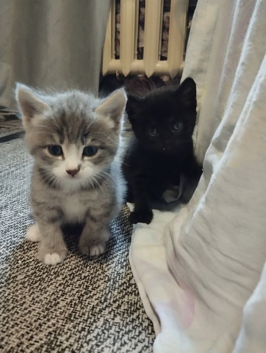 Отдам котят очень красивых