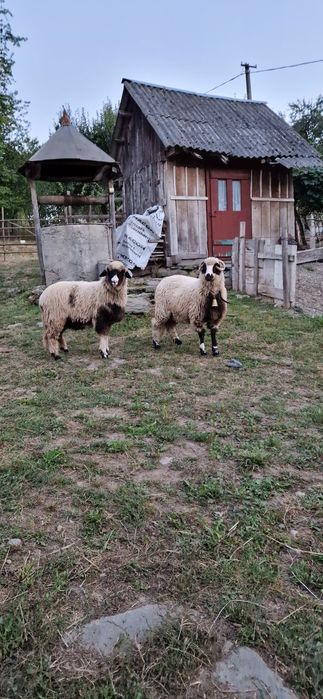 Doua mielute din primăvară disponibile se dau și separat