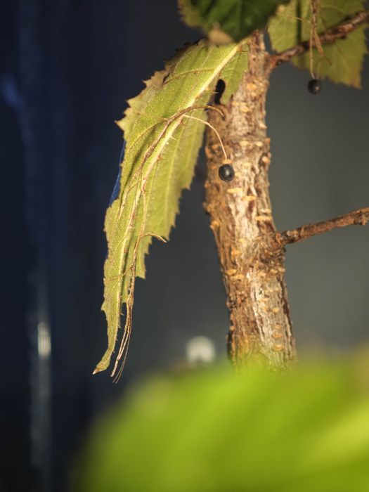 Stick insects - Walking sticks