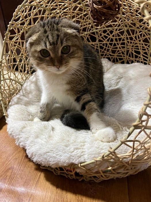 4 oylik mushuk bolalari juda aqilli bir qiz bir ogil