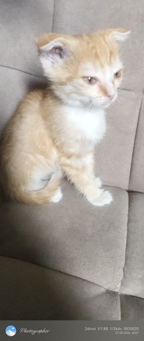 Вислоушка девочка котенок