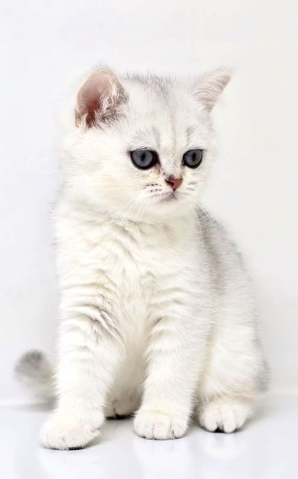 Котики и кошечки британские