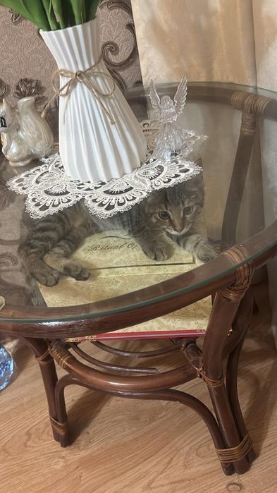 Отдам котёнка !!!