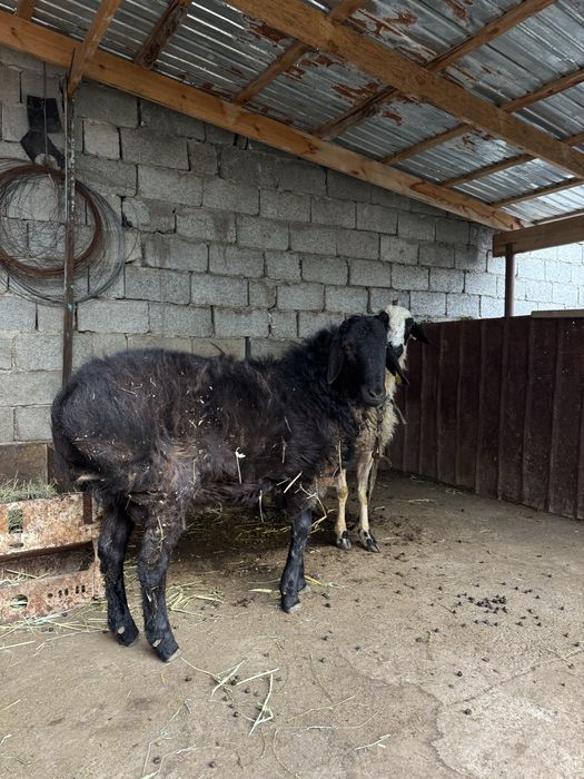 Қошқар сатылады, 1 жастан асқан…………….