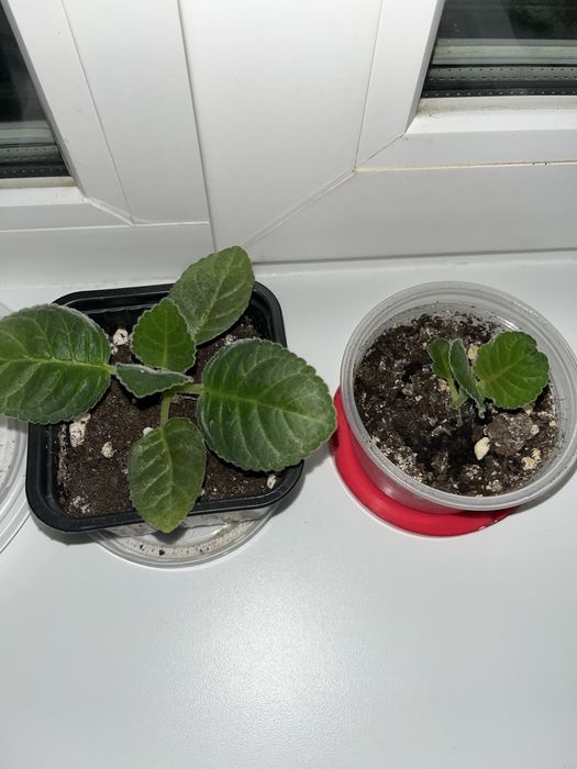 Глоксиния розовая махровая