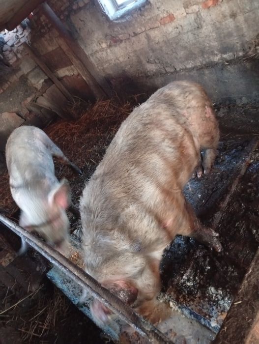 Продам кабана 1 год 8 мес.