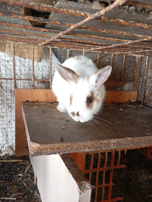 Кролик декоративный