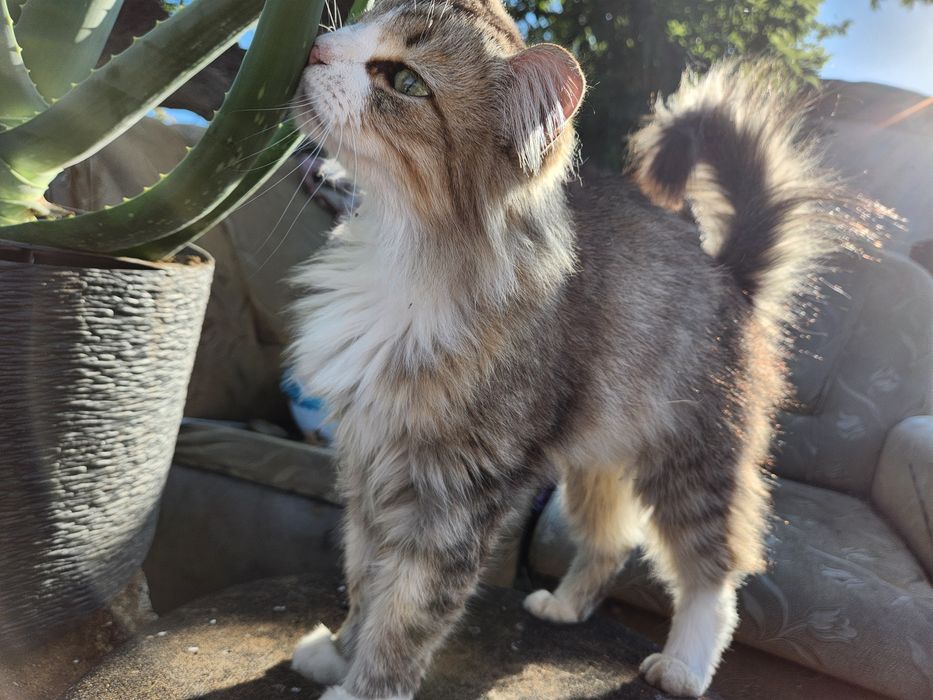 Отдам кота в добрые рука