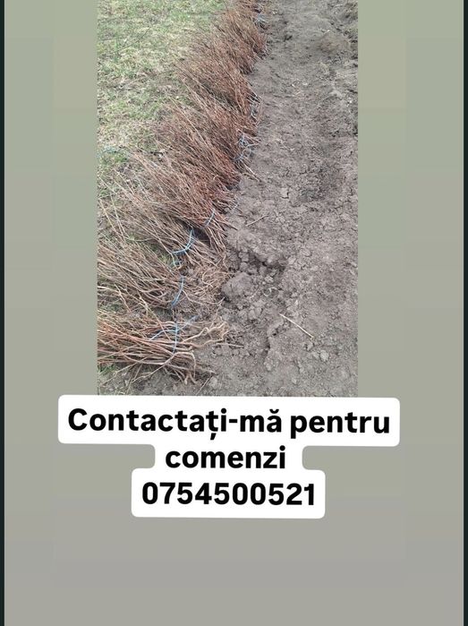 Puieți de salcâm la 3️⃣0️⃣ BANI[salcâm si nu numai]