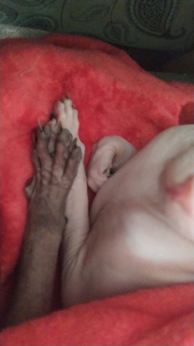 Донской Сфинкс вязка