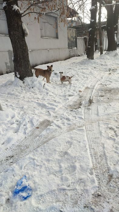 Пропала Джек рассел