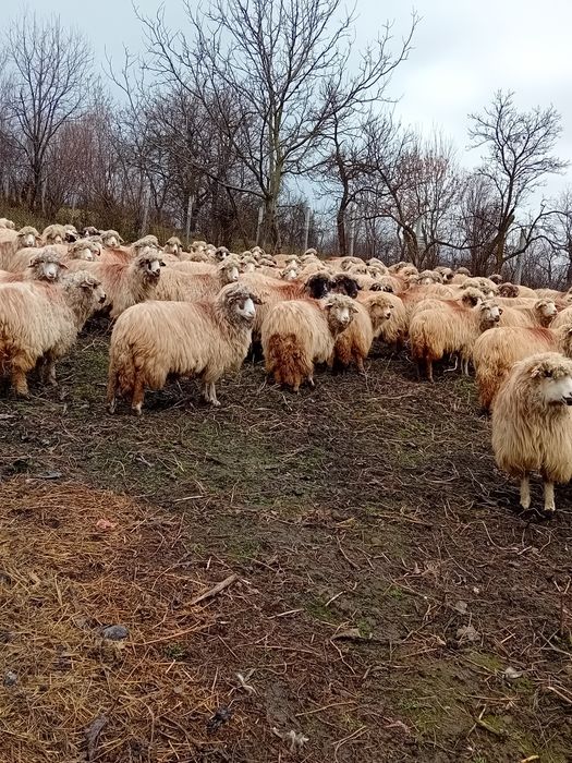 Oi de vânzare preț 700 lei bucata