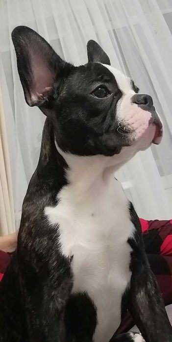 Вязка французского бульдога