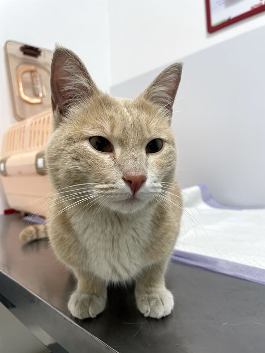 Найден рыжий котик