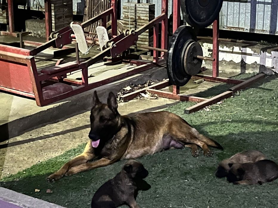 Бельгийская овчарка