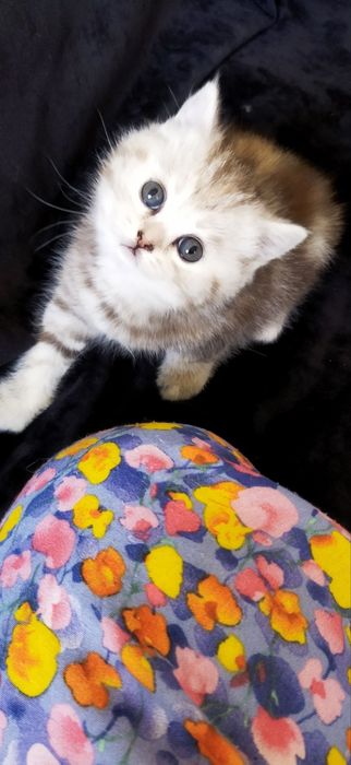 Шотландские котята
