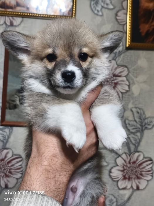 Очаровательные щенки вельш корги пемброк.