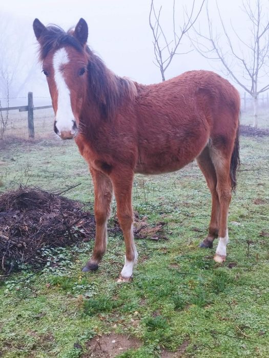 Cârlani de vânzare