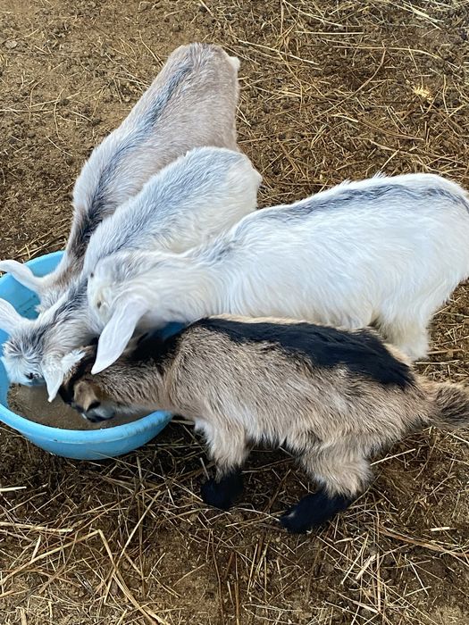 Кой,ешкы лер сатылады