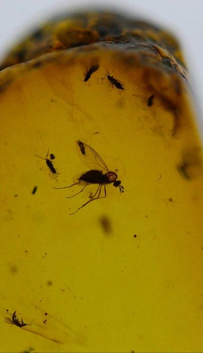 Chihlimbăr cu insecte 99 milioane de ani