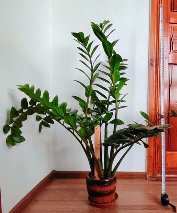 Продам долларовое дерево