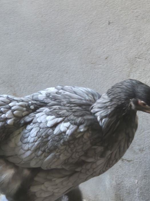 Петух и Куры брама чёрный алмаз и голубой брама семейка