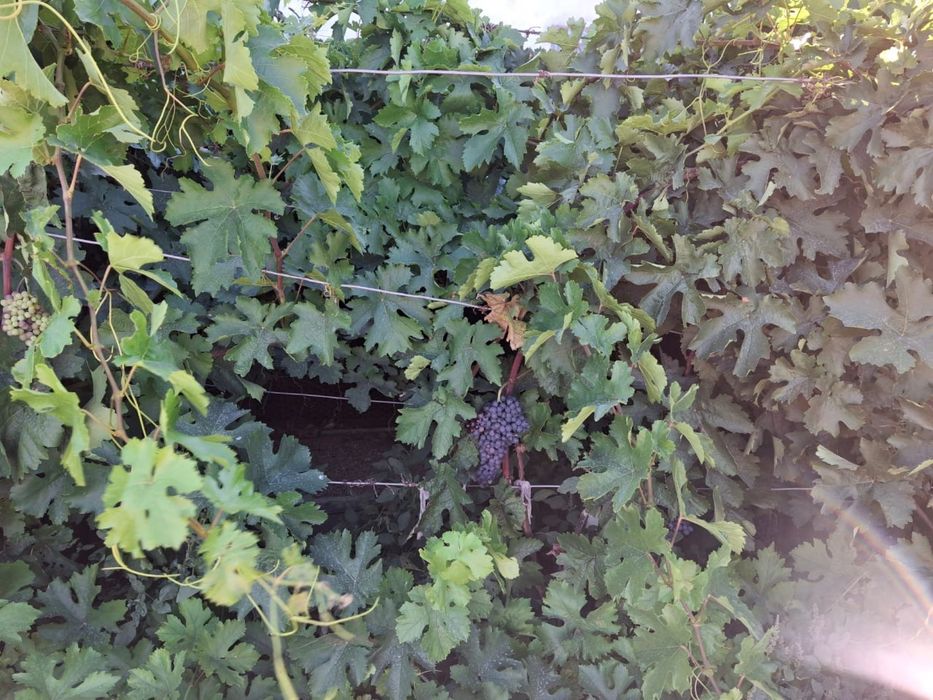 Продам дачу/дом с большим участком. ТЕХСНАБ