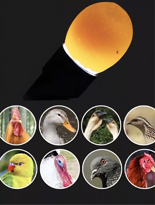 Ovoskop/ Овоскоп/тестер инкубационного яйцо/ инкубатор/ inkubatorga