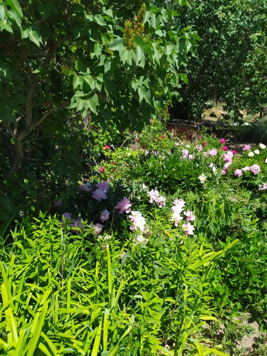 Продается дачный участок ( дача)