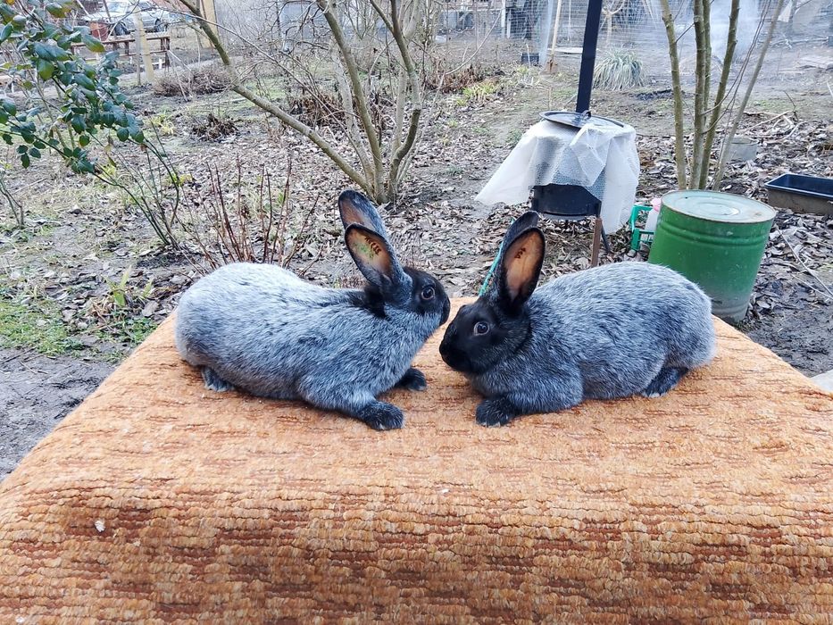 Кролики чистопородные