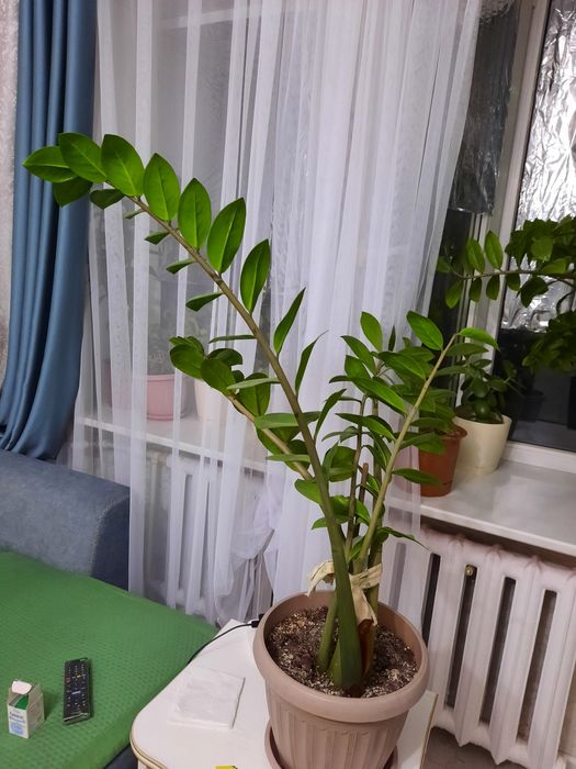 Продам цветы долларовое дерево