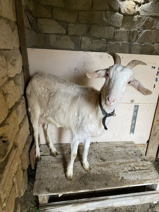 Сүтті ешкі сатлады екі лағымен бірге