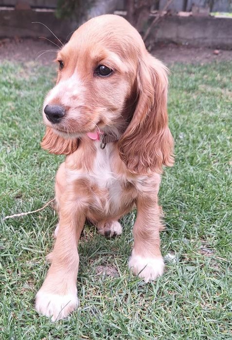 Cocker Spaniel caini