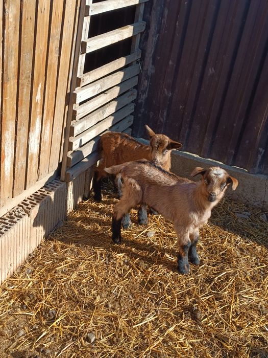 Ieduțe alpin francez